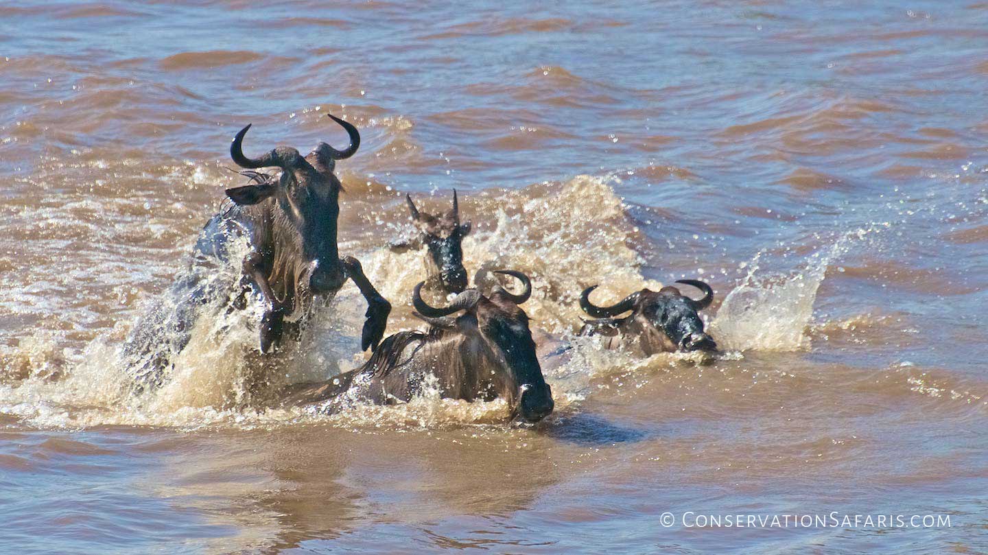 The Great Migration river crossings in Masai Mara, Kenya